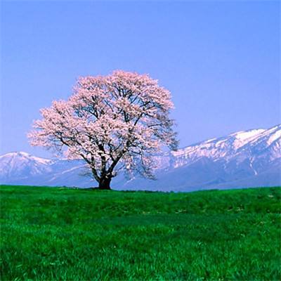 手游我的世界花雨庭下载